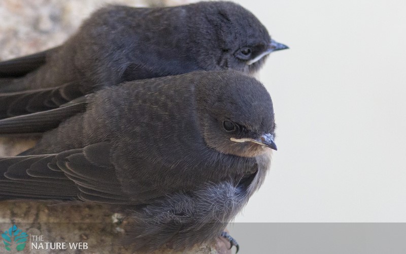 Dusky Crag Martin